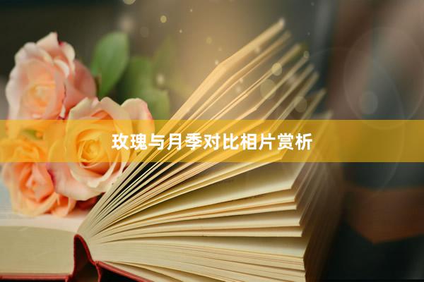 玫瑰与月季对比相片赏析